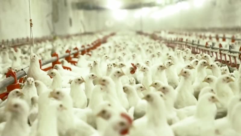 Avicultura do Zero ao Lucro